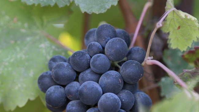 Carbernet Sauvignon & Cabernet Franc